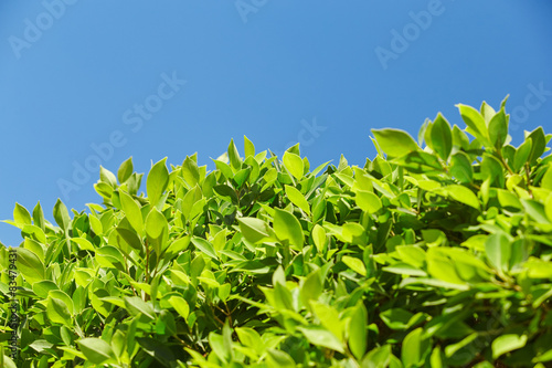 Bright green leaves against the blue sky, at the bottom of the f