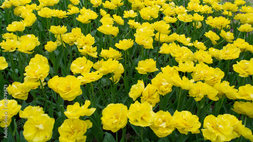 Obraz premium Bright yellow tulips