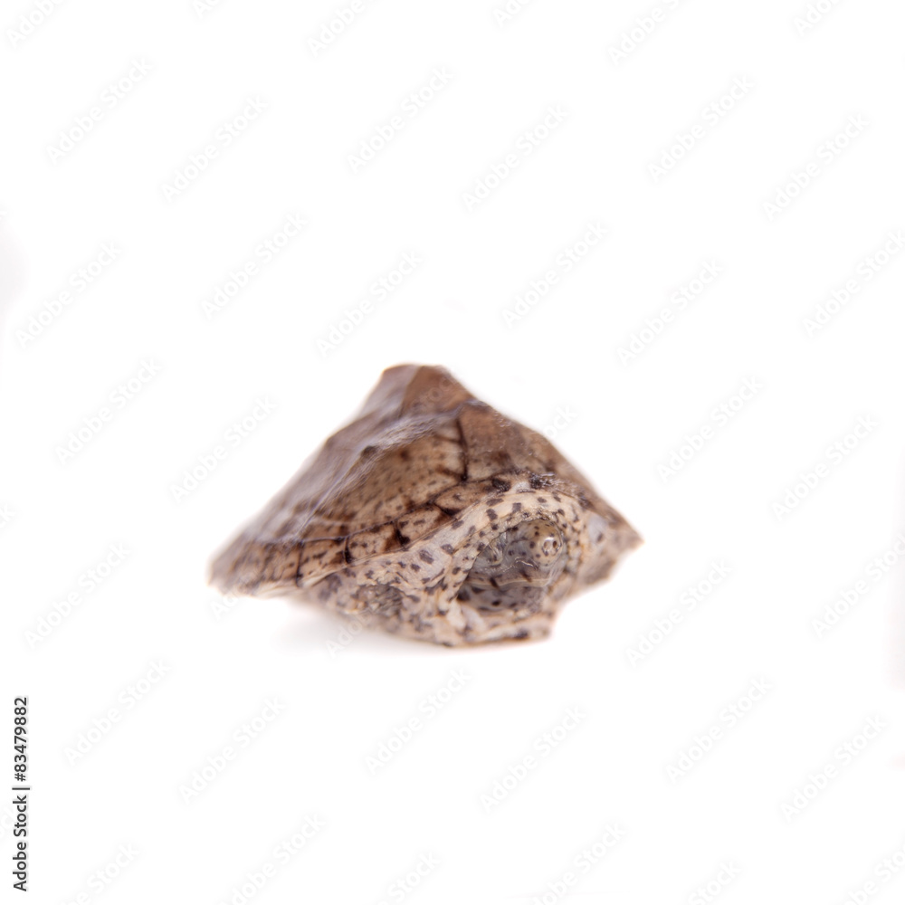 The African keeled mud turtle, Pelusios carinatus, on white The African keeled mud turtle, Pelusios carinatus, on white