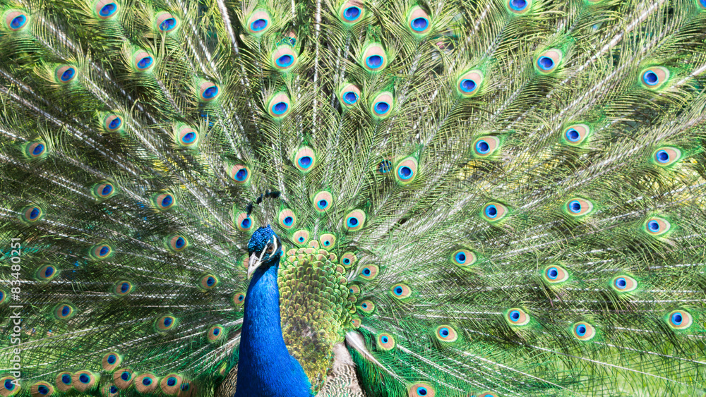 Naklejka premium A beautiful peacock with colorful feathers