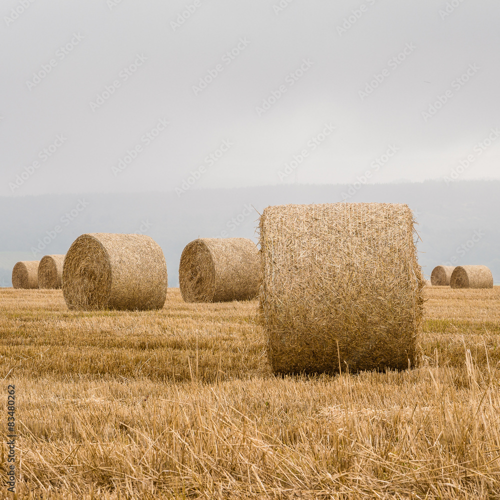 Straw bales on harvested field
