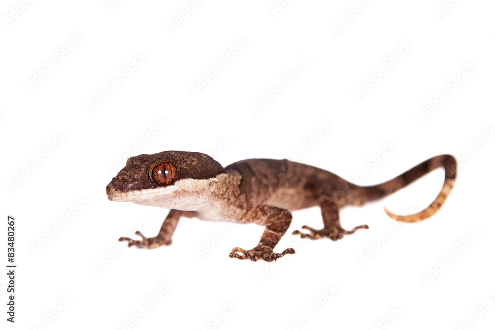 Fototapeta premium Bow-fingered gecko, Cyrtodactylus irianjayaensis, on white