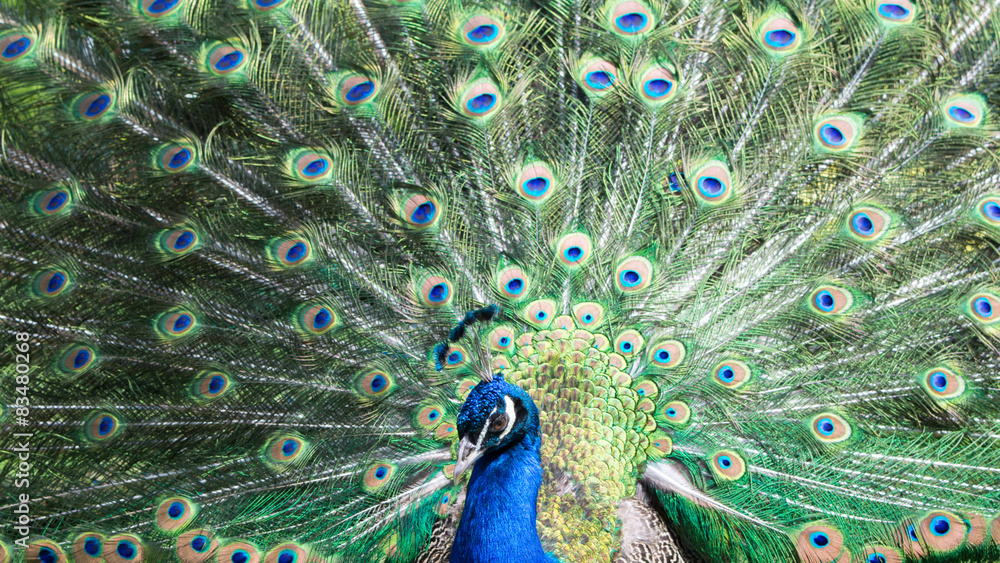Fototapeta premium A beautiful peacock with colorful feathers.