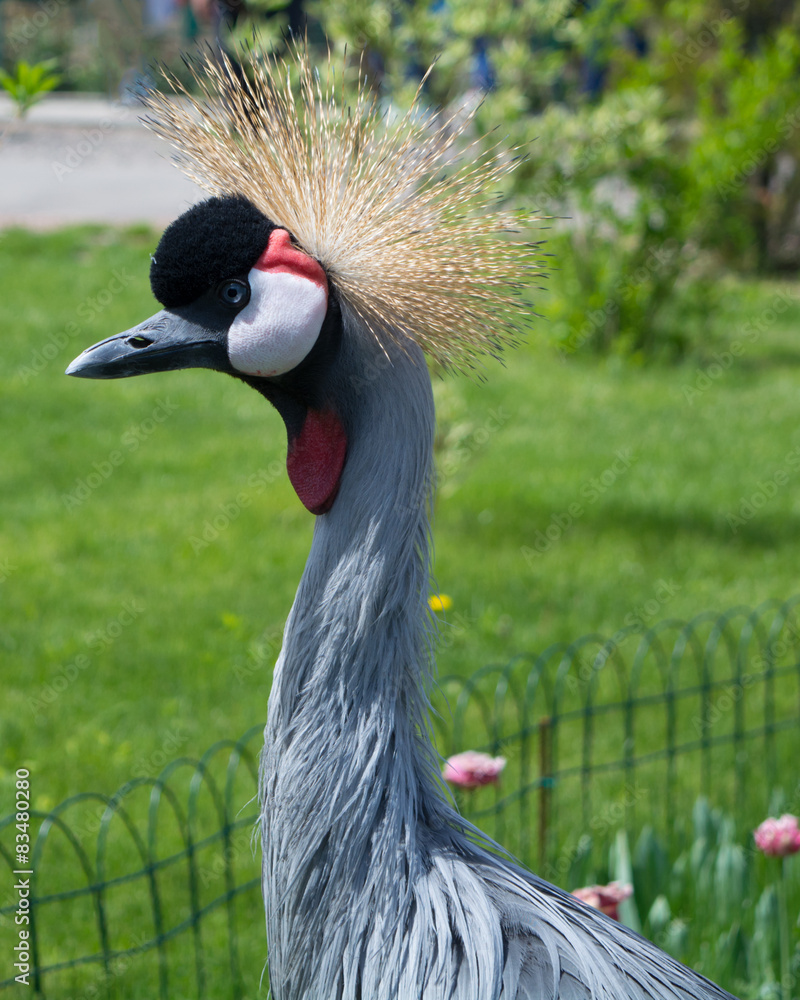 Fototapeta premium The Grey Crowned Crane
