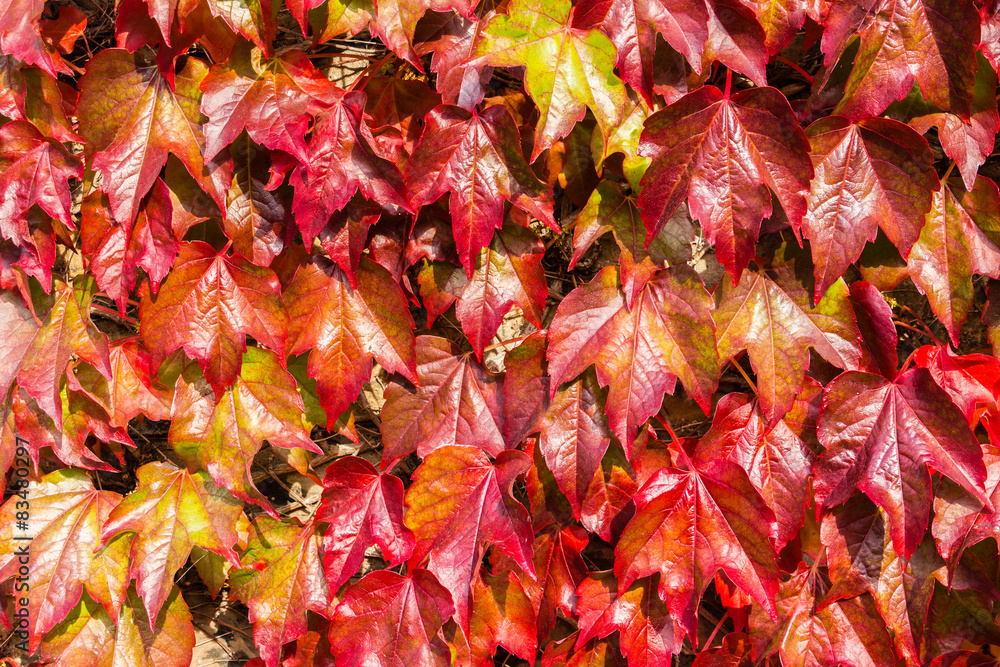 Obraz premium Red ivy close-up