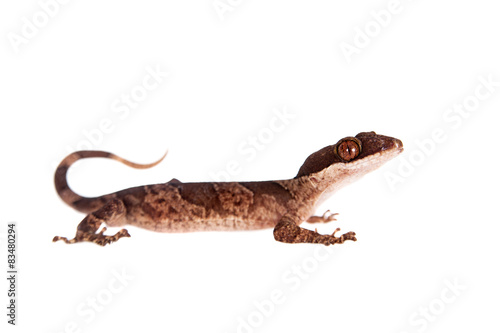 Bow-fingered gecko, Cyrtodactylus irianjayaensis, on white