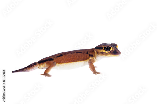 Pale Knob-tailed Gecko, Nephrurus laevissimus, on white © Farinoza