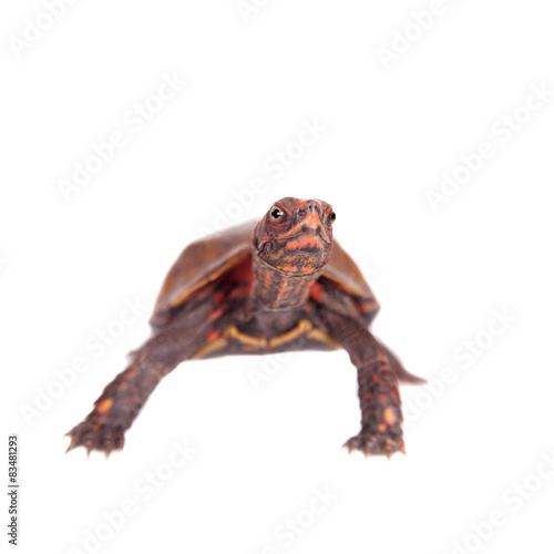 The Ryukyu leaf turtle, Geoemyda japonica, on white photo