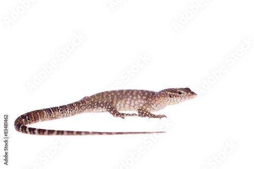 Timor Monitor Lizard, Varanus timorensis, on white