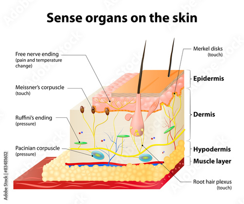 Cutaneous Receptors