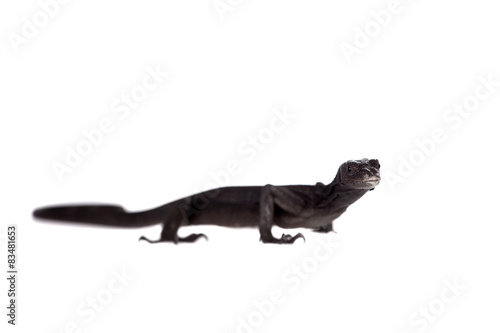 Black tree monitor lizard, varanus beccari, on white © Farinoza
