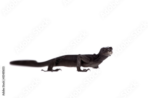 Black tree monitor lizard, varanus beccari, on white