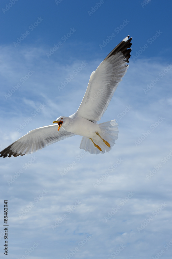 Obraz premium Seagull