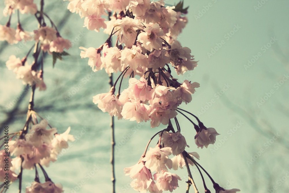 Naklejka premium Vintage cherry blossoms in spring