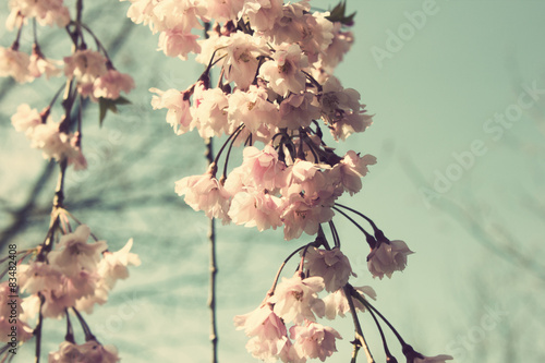 Vintage cherry blossoms in spring