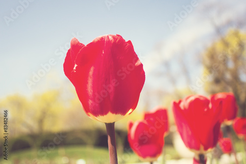 Fototapeta Naklejka Na Ścianę i Meble -  Red tulips in a garden
