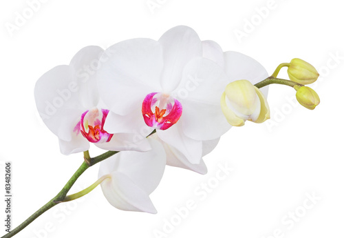 Fototapeta Naklejka Na Ścianę i Meble -  Fresh orchid flower, isolated on white background, DOF