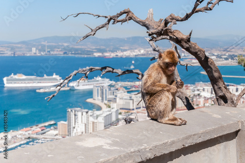 Barbary macaque monkey in Gibraltar © mkos83