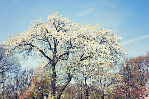 Tree with white flowers in bloom in spring © Andreka Photography