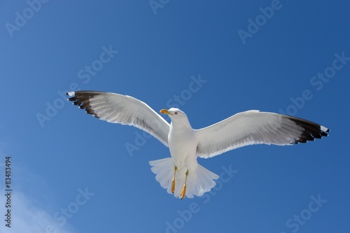 Seagull © jarre