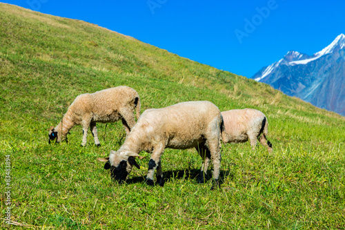 Valais blacknose sheep in Alps