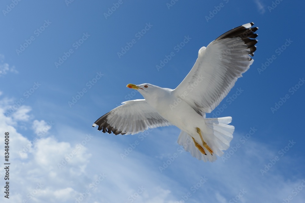 Seagull Seagull