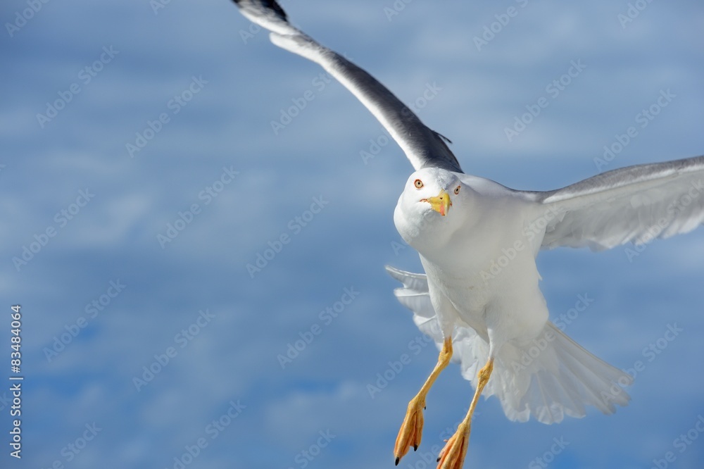 Seagull Seagull