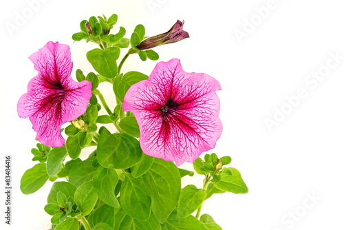 Beautiful pink petunia close up on white background