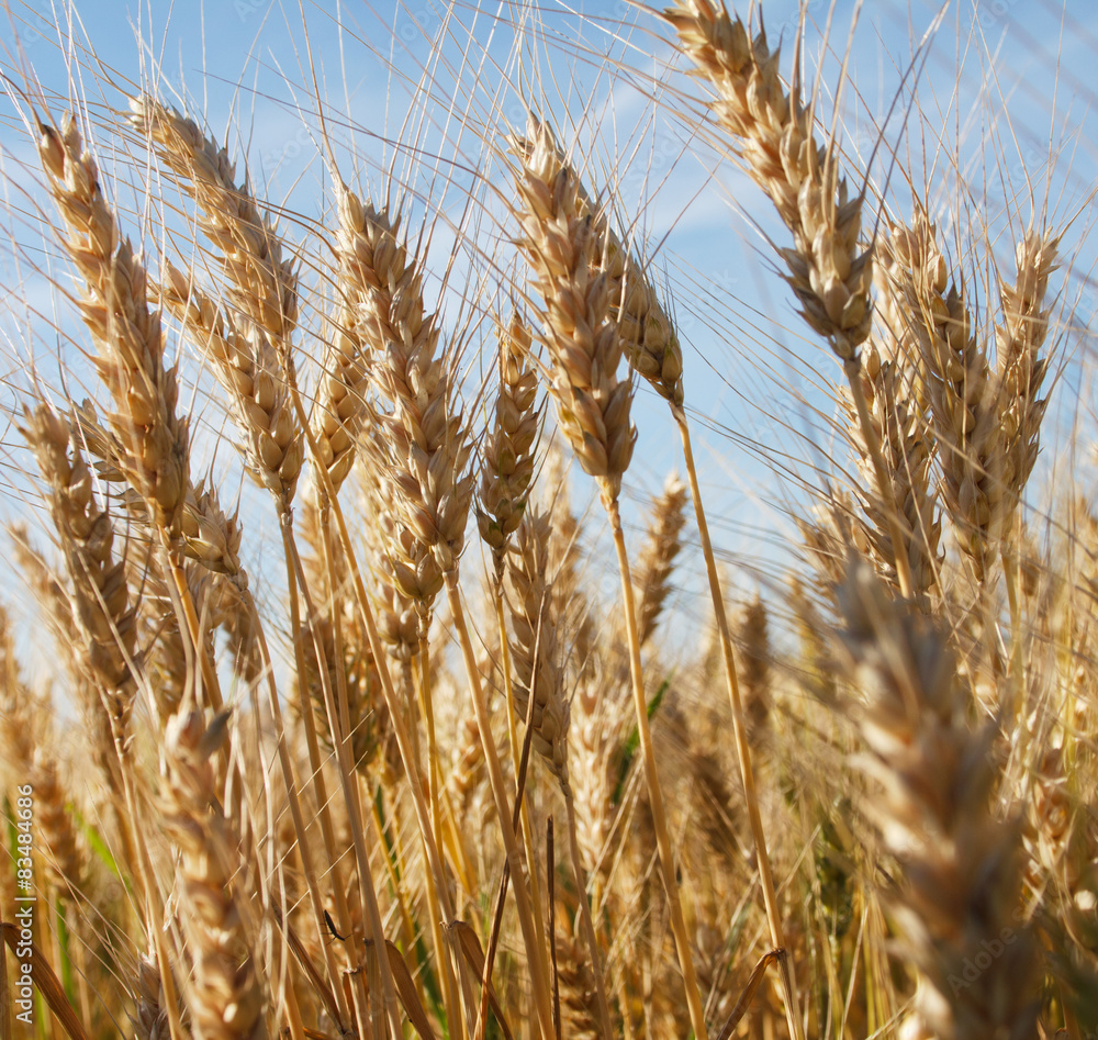 Detail of wheat field with selective focus. Detail of wheat field with selective focus.