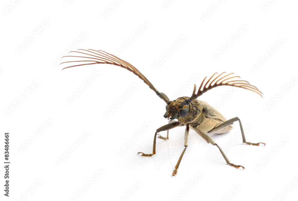 Fototapeta premium long horn beetles .