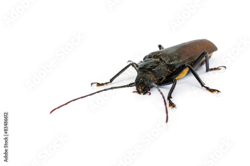 long horn beetles.