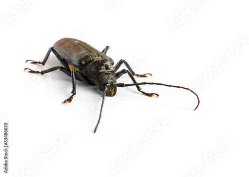 long horn beetles. © tropper2000