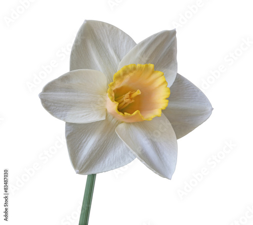 Fototapeta Naklejka Na Ścianę i Meble -  Single White Daffodil