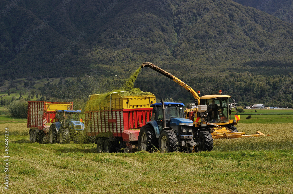 Obraz premium harvesting triticale for silage