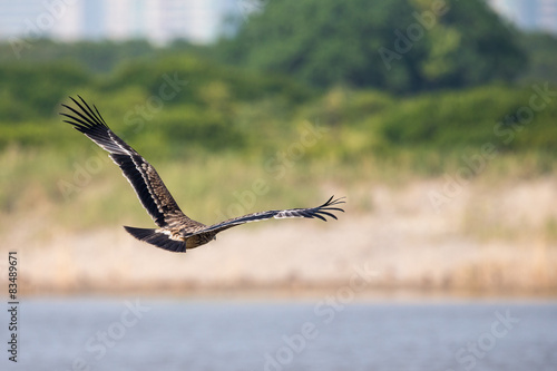Asian Imperial Eagle flying - Back view