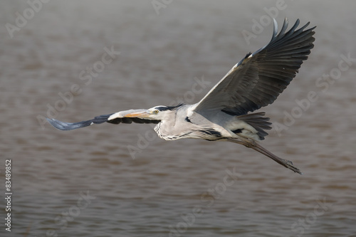 Gray Heron flying over water