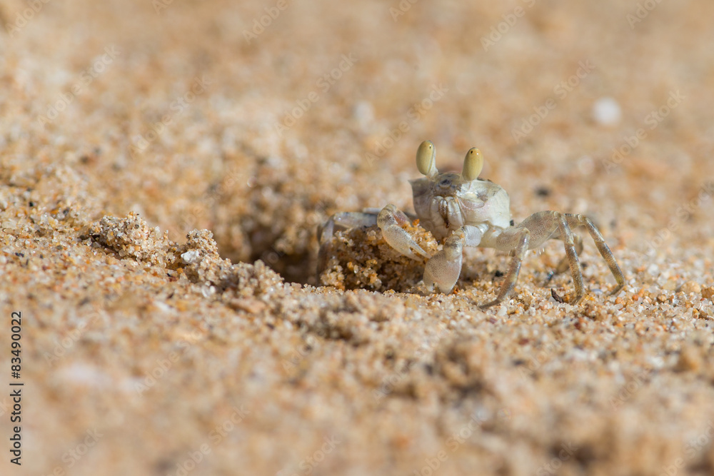 Ghost crab on beach with hole