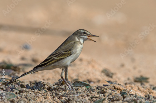 Portrait of bird - Yellow wagtail