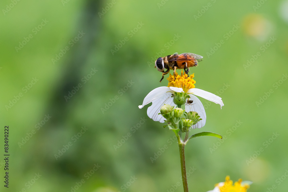 Tridax wide shield hoverfly flying with green background Tridax wide shield hoverfly flying with green background