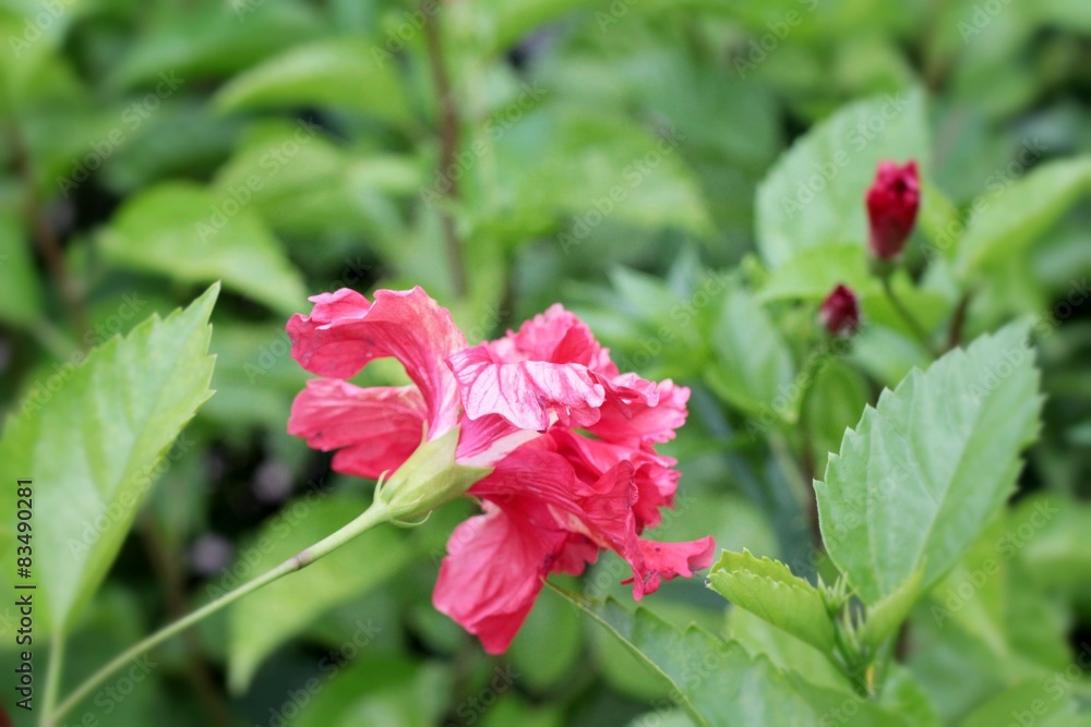 Hibiscus flower - red flower with the nature