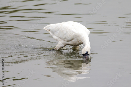Black-faced Spoonbill looking for food in water