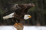 A Bald Eagle (Haliaeetus leucocephalus) taking off..
