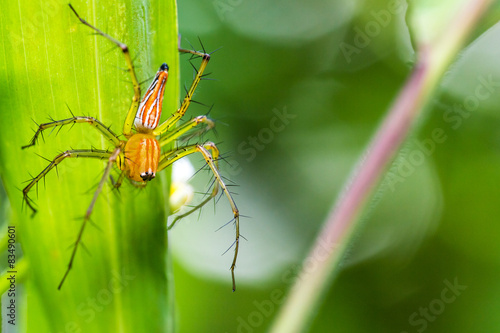 Spider with green background © Earnest Tse