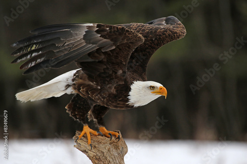 A Bald Eagle (Haliaeetus leucocephalus) taking off..