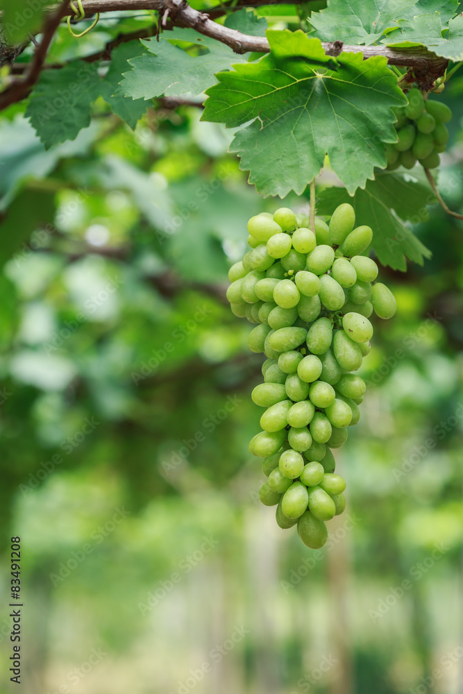 Bunch of fresh green grapes in vineyard