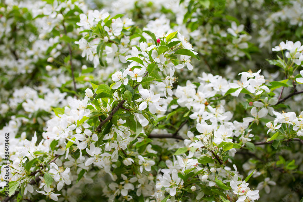 Flowers of the cherry blossoms on a spring day Flowers of the cherry blossoms on a spring day
