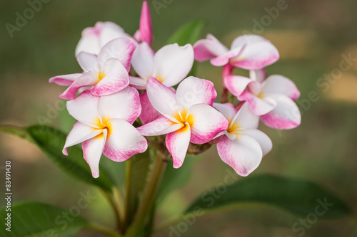 white  pink and yellow plumeria frangipani flowers with leaves