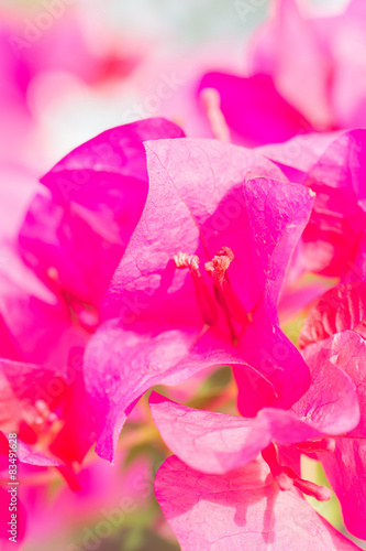 Beautiful violet bougainvillea flowers with blur background.