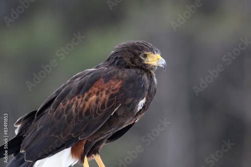 A profile shot of a Harris's Hawk (Parabuteo unicinctus)