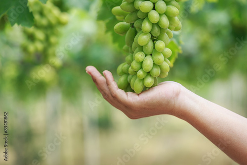 Bunch of fresh green grapes in vineyard